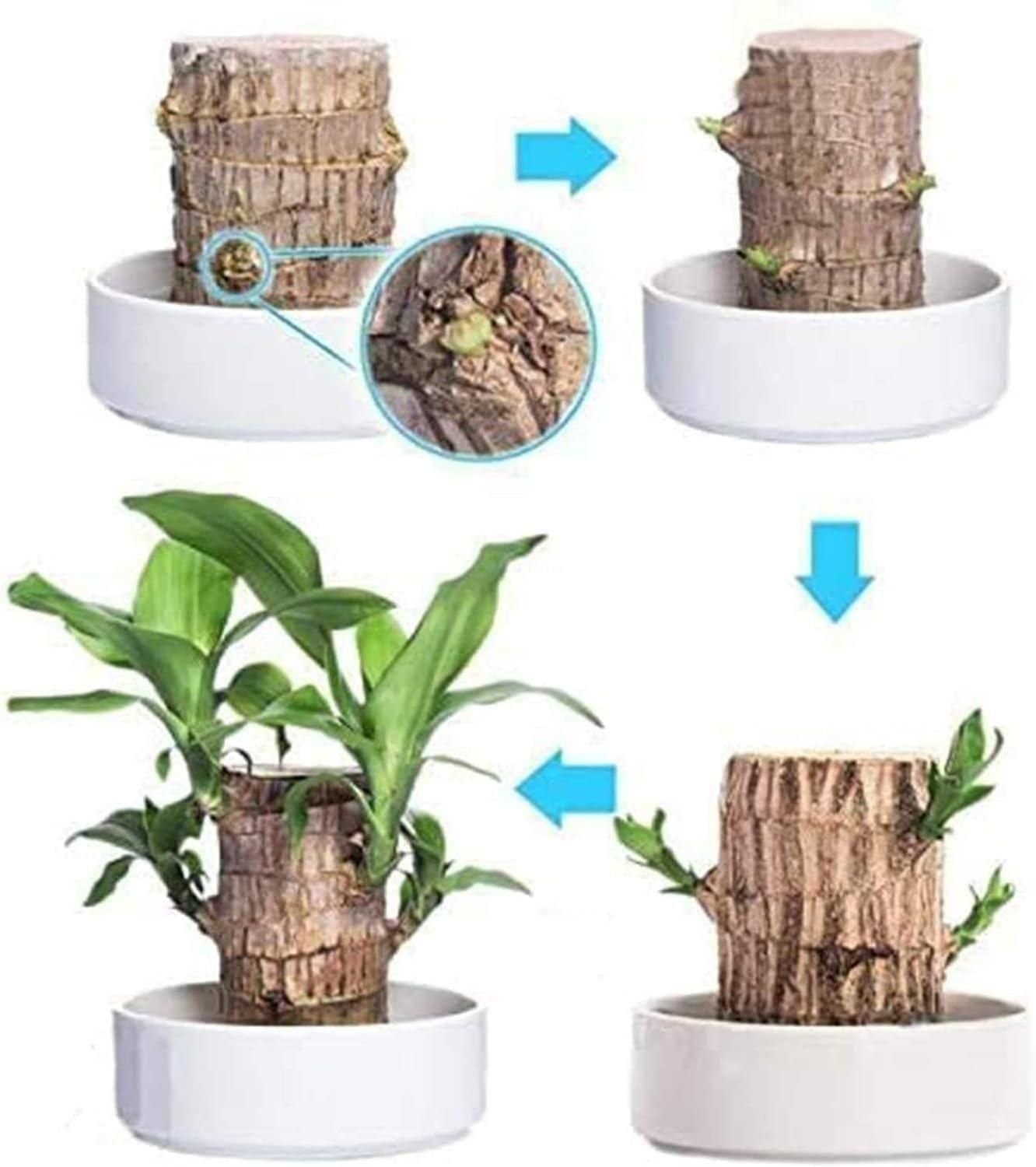 Brazilian Lucky Wood Mini Home Plant Decorations (Pack of 3)