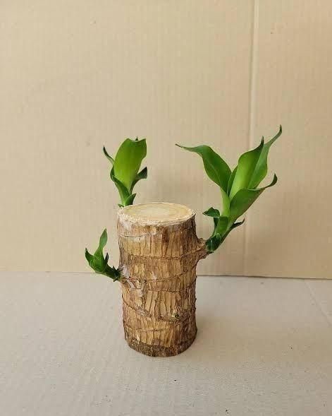 Brazilian Lucky Wood Mini Home Plant Decorations (Pack of 3)