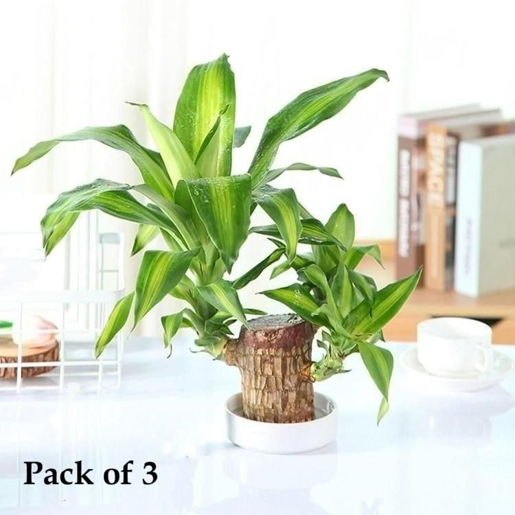 Brazilian Lucky Wood Mini Home Plant Decorations (Pack of 3)