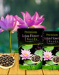 Lotus Flower Seeds For Home Garden Planting