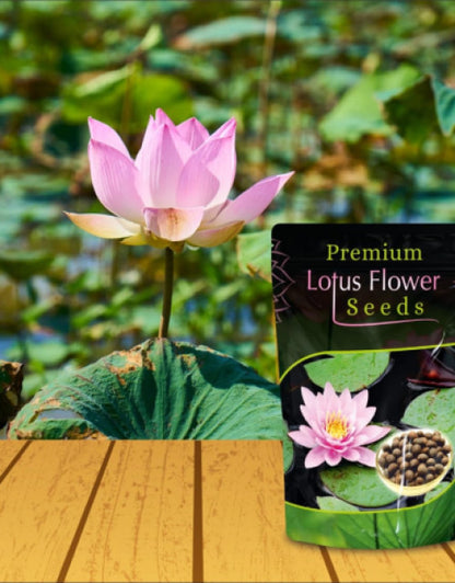 Lotus Flower Seeds For Home Garden Planting