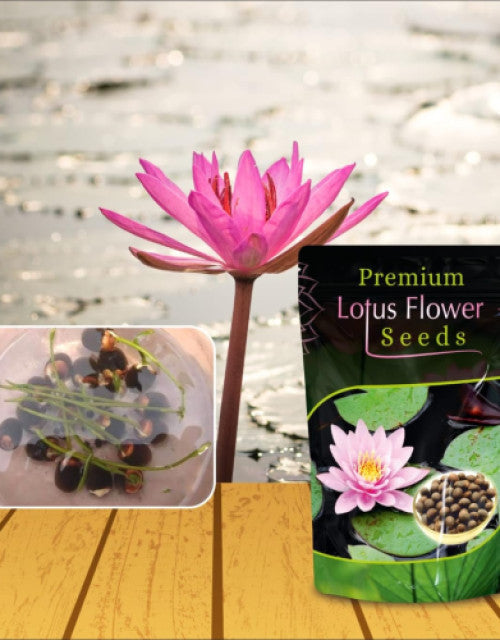 Lotus Flower Seeds For Home Garden Planting