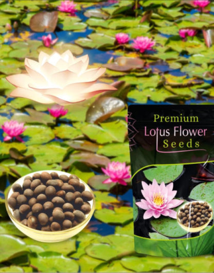 Lotus Flower Seeds For Home Garden Planting