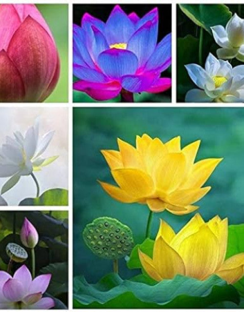 Water Lily Flower Seeds (Pack Of 20 Seeds)